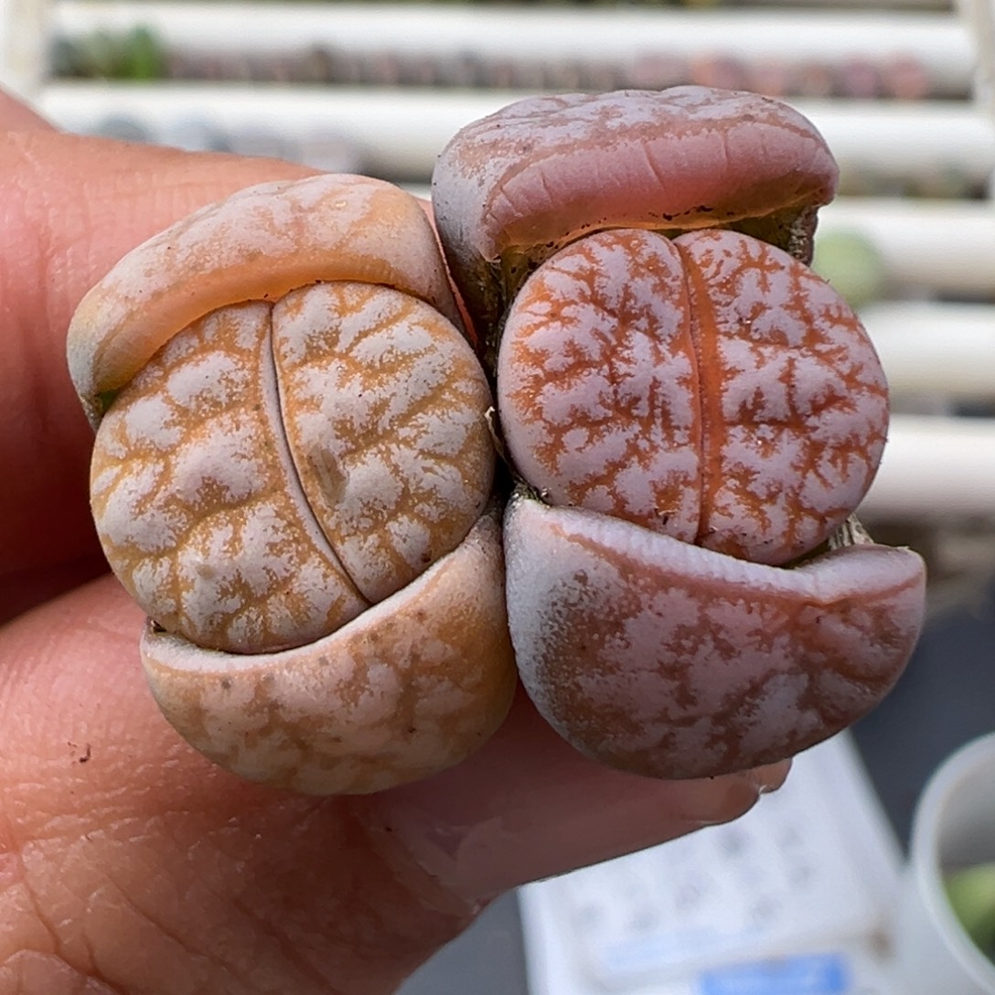 12.22好看的多肉脱土发货481