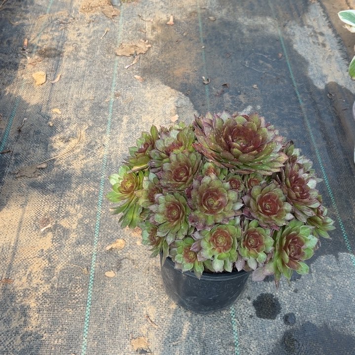 3红魔多肉多肉多肉