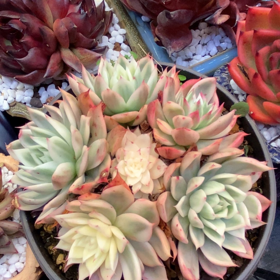 不知名锦多肉植物盆栽