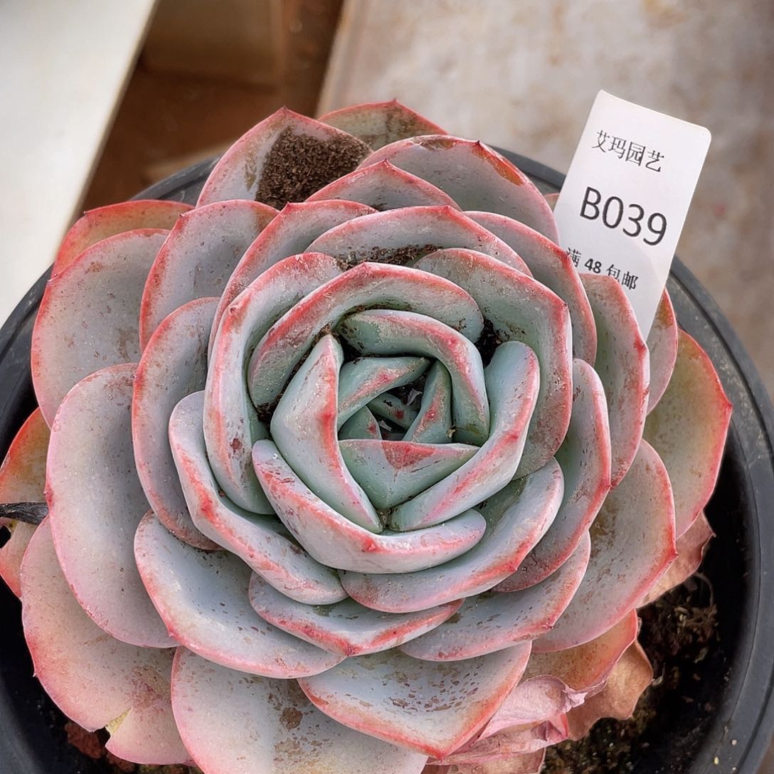 布鲁兰039 多肉多肉多肉