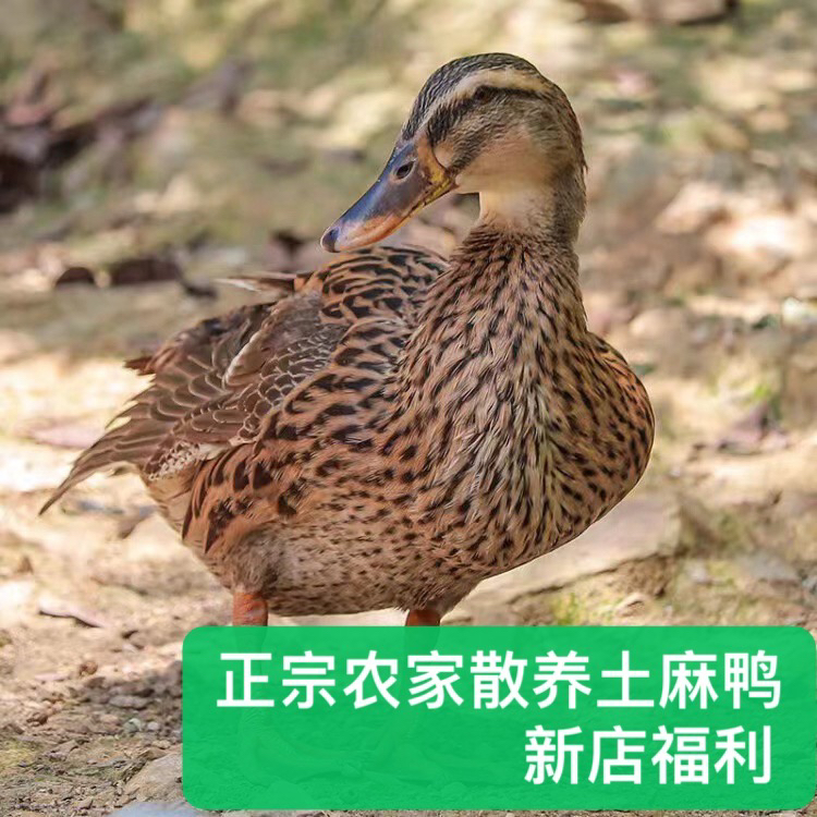 【劲爆新店福利整只正宗农家散养土麻鸭】顺丰孕妇老人宝宝特产送礼