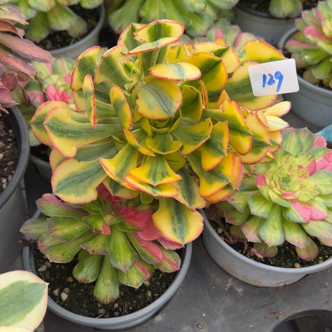 129太阳神无根多肉