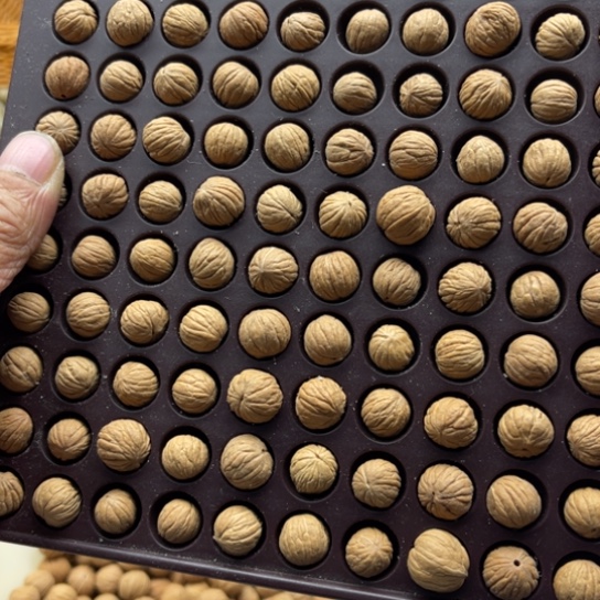 吊坠白玉菩提瑕疵不规则猴头100