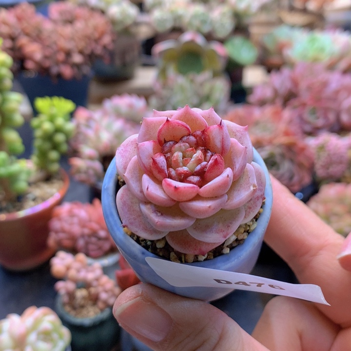 一物一拍含盆土满38包邮D476