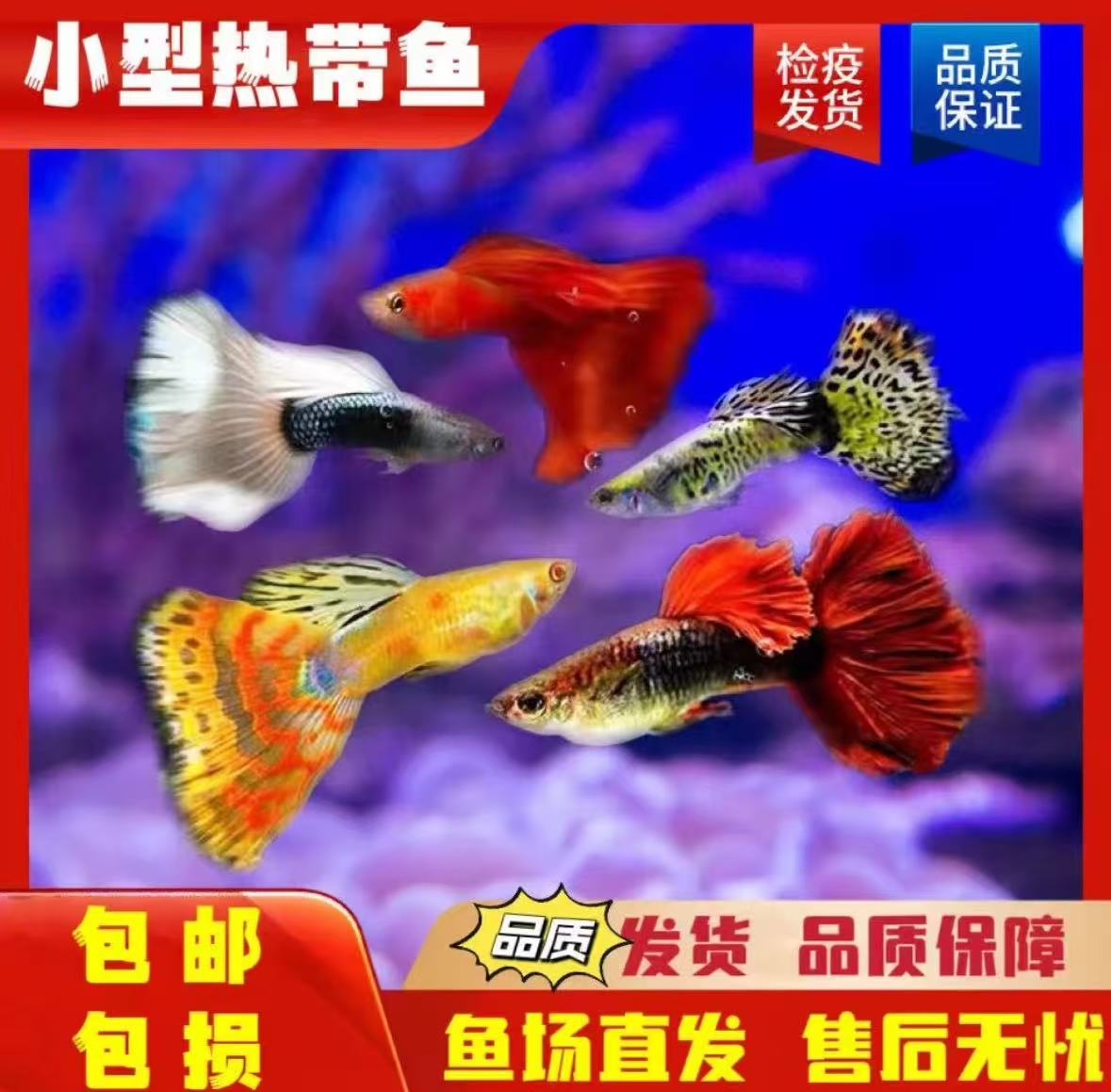 随机两条不包损（新疆青海西藏不发）