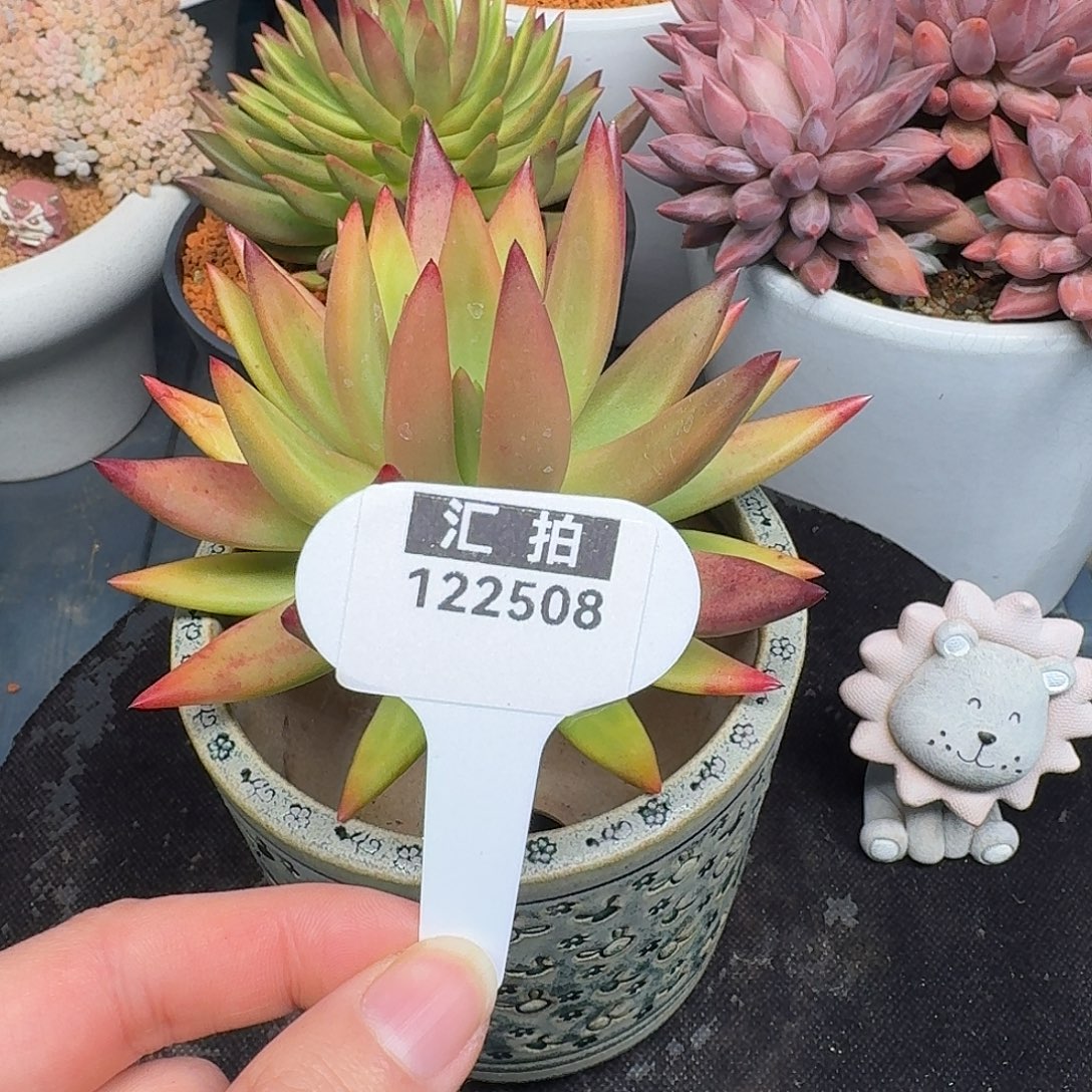 精品多肉植物122508