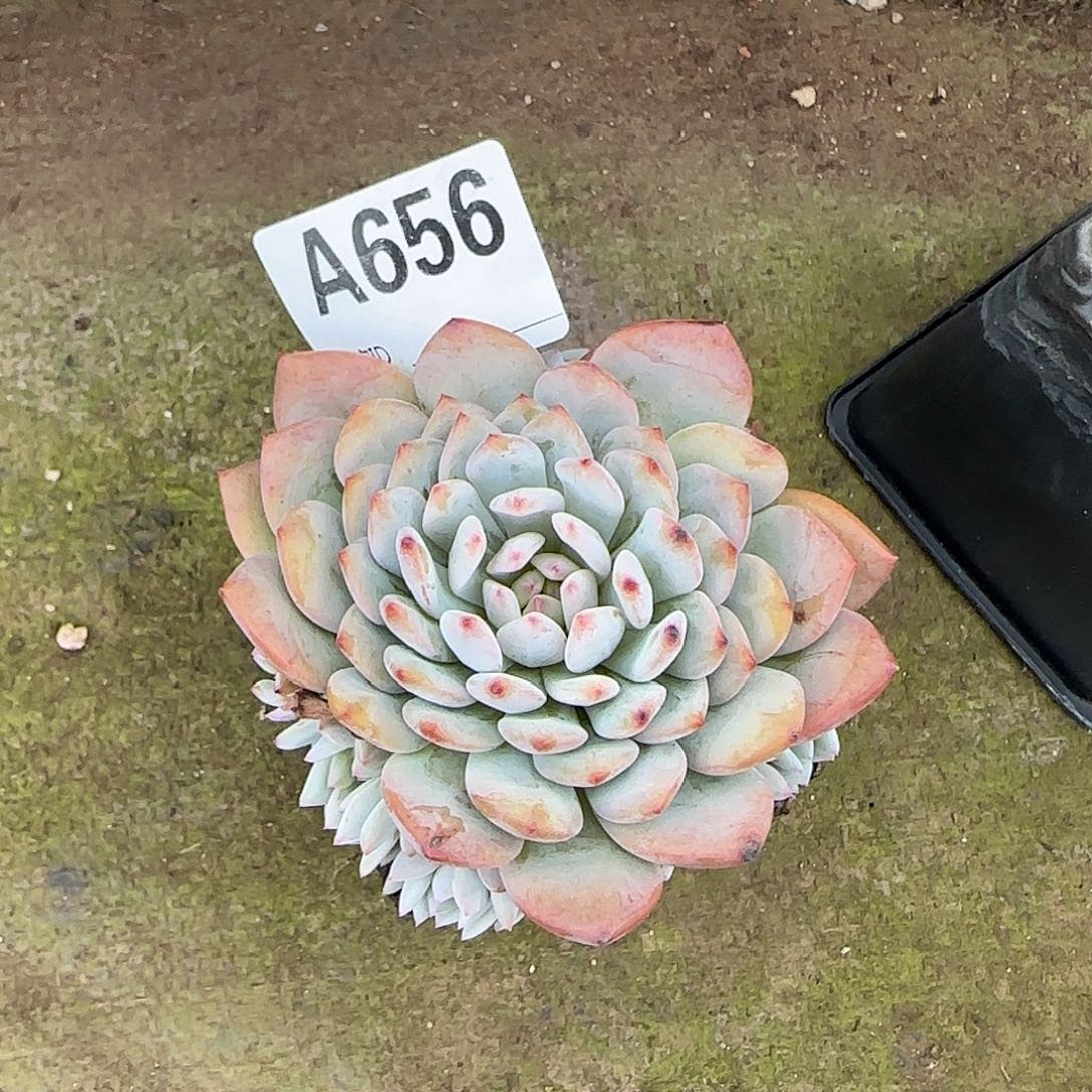 小***源星星橙11头A656号