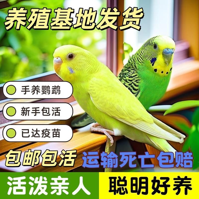 2只彩色鹦鹉观赏鸟手养亲人粘人公母可选活宠专线