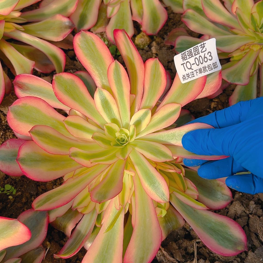 桃夭多肉植物63园艺