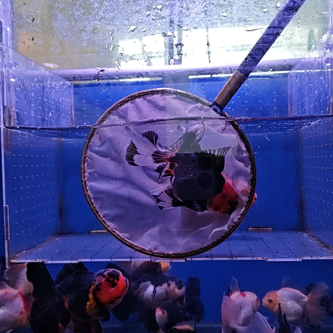 海水鱼40直播间看好下单不退不换到货录完整开箱视频有售后