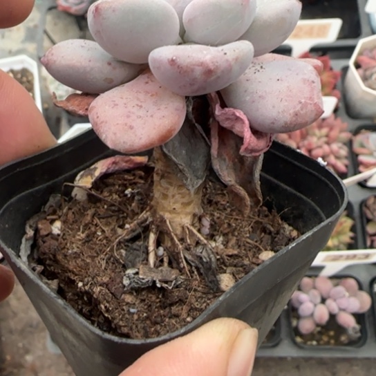 166白鹭多肉植物多