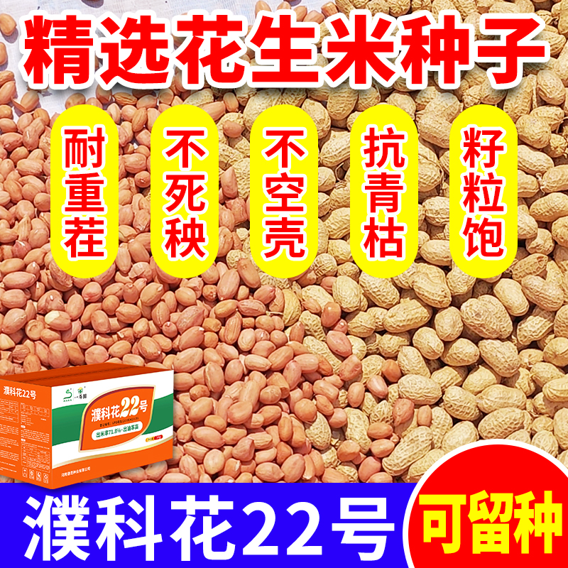 不带壳濮科花22号高产花生种子 批发厂家薄皮品种出米高抗旱耐涝商品图