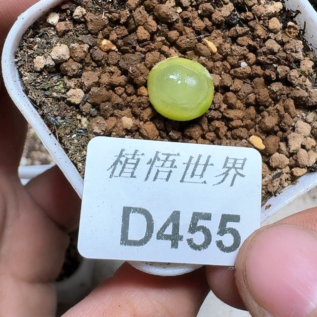 455号多肉植物哇fv