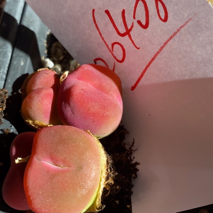 凤*?26408一组一组一组