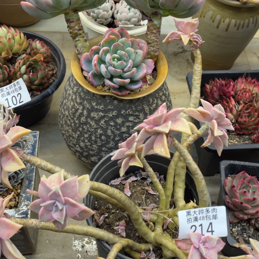 黑大帅多肉214胧月