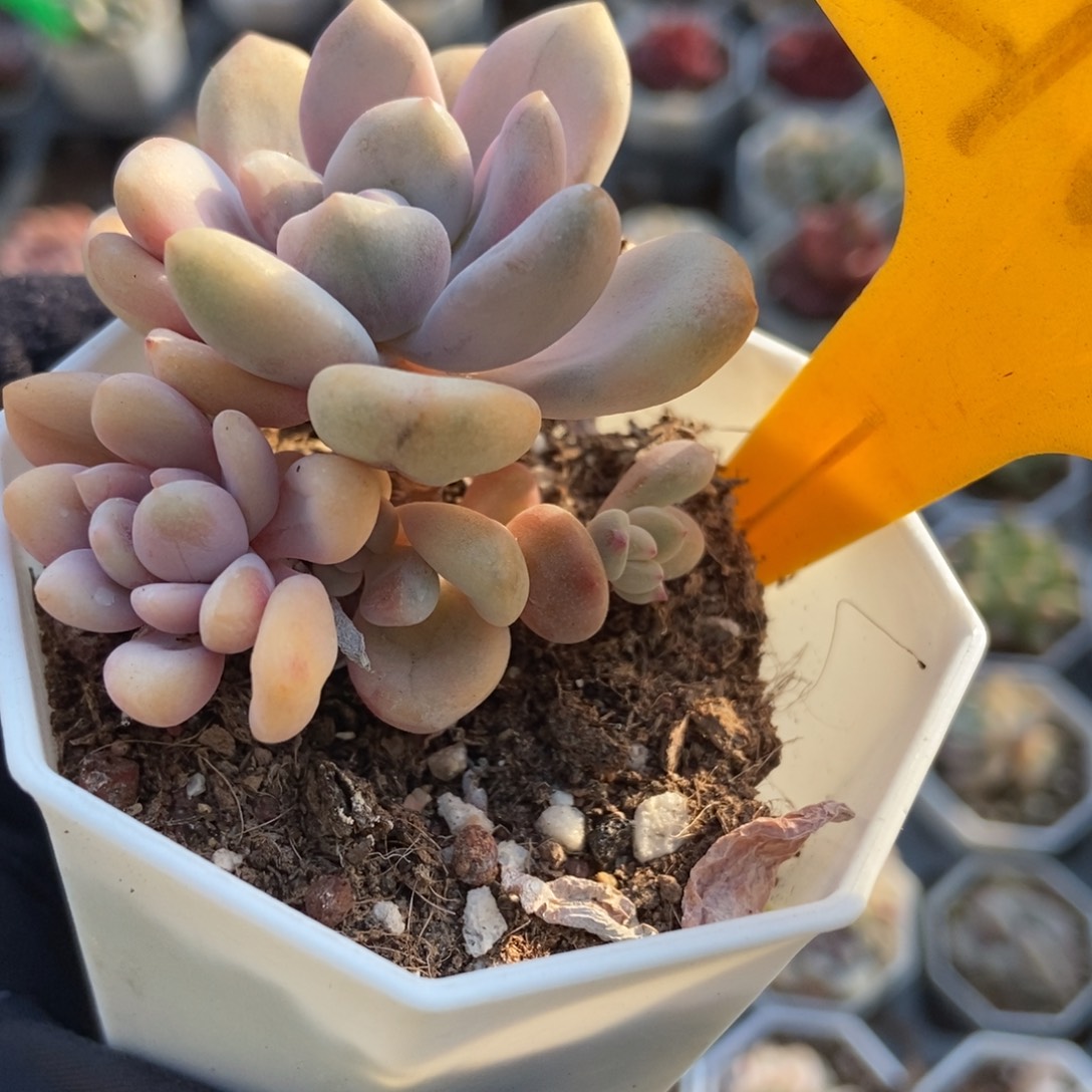 2109奥普锦多肉植物