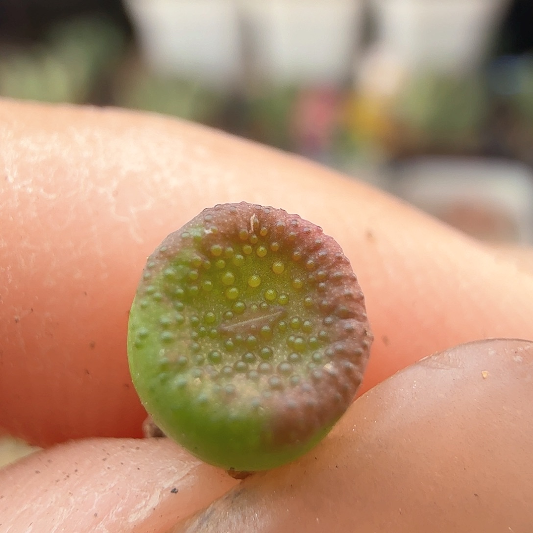 2.16.27＊猪皮麻子0.5厘米/多肉