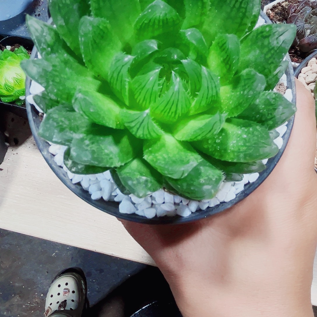 母本樱水晶多肉植物6666