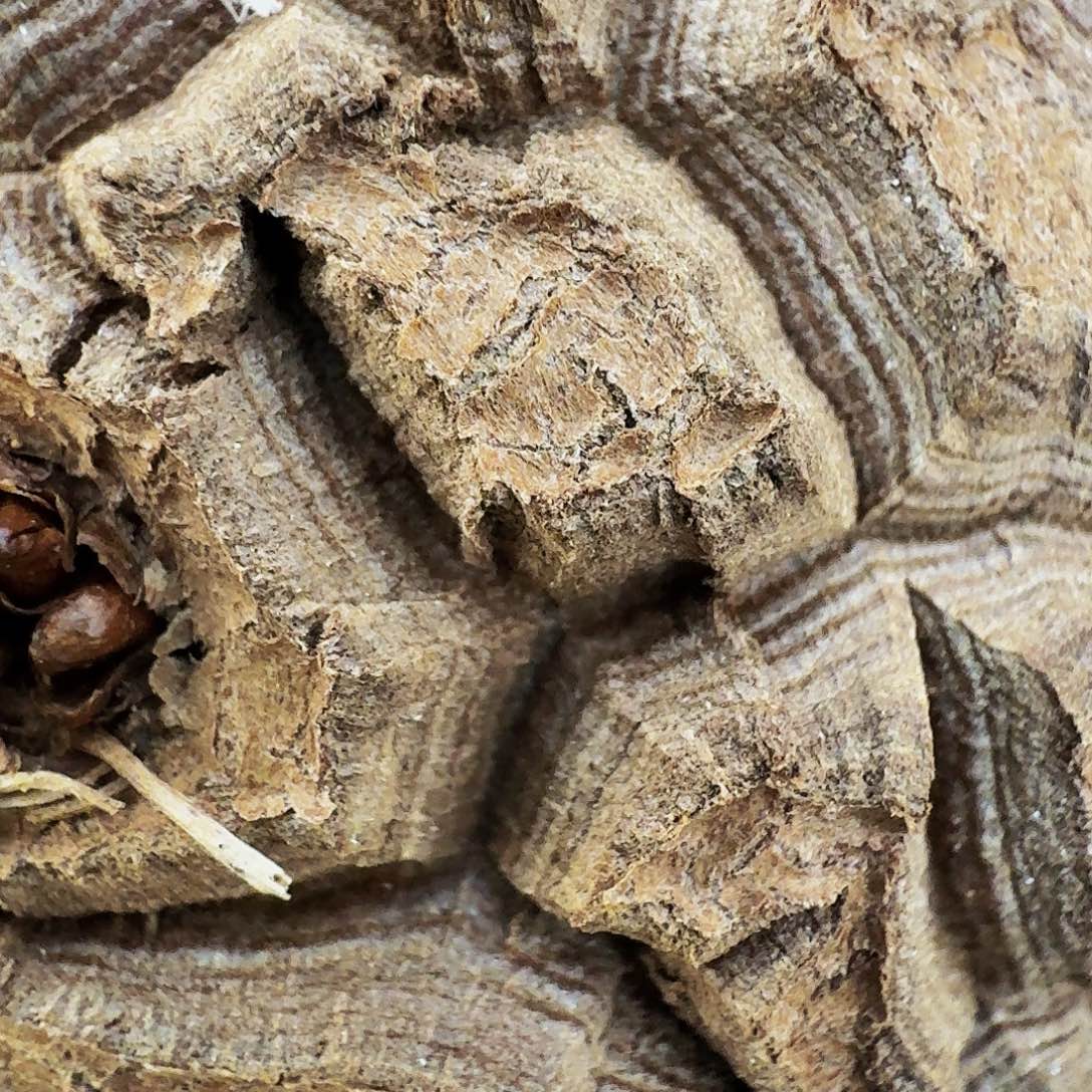 ?****ღ哈哈哈哈哈哈哈哈哈哈个哈哈