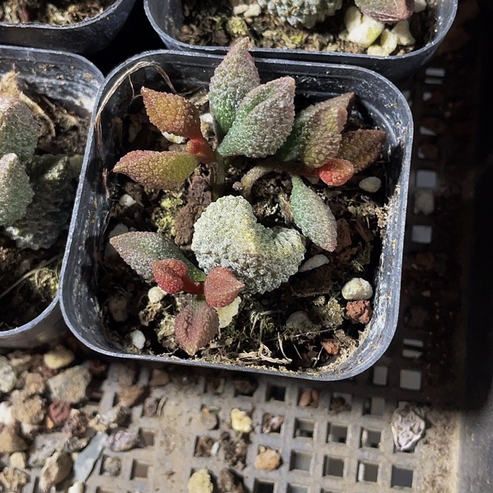 荔枝皮3.8带盆土