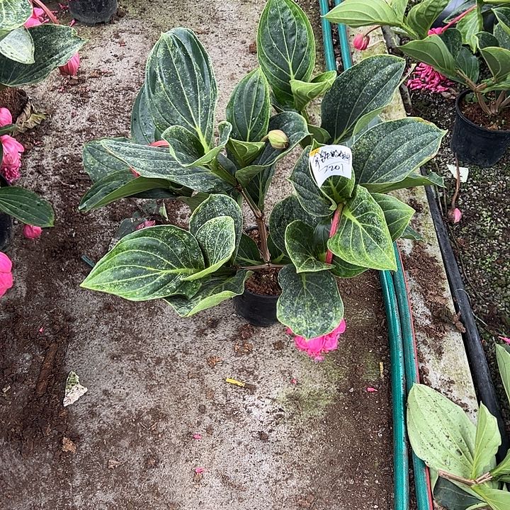 拿***妹少量花朵（建议范围：2朵-5朵 或40%以下）