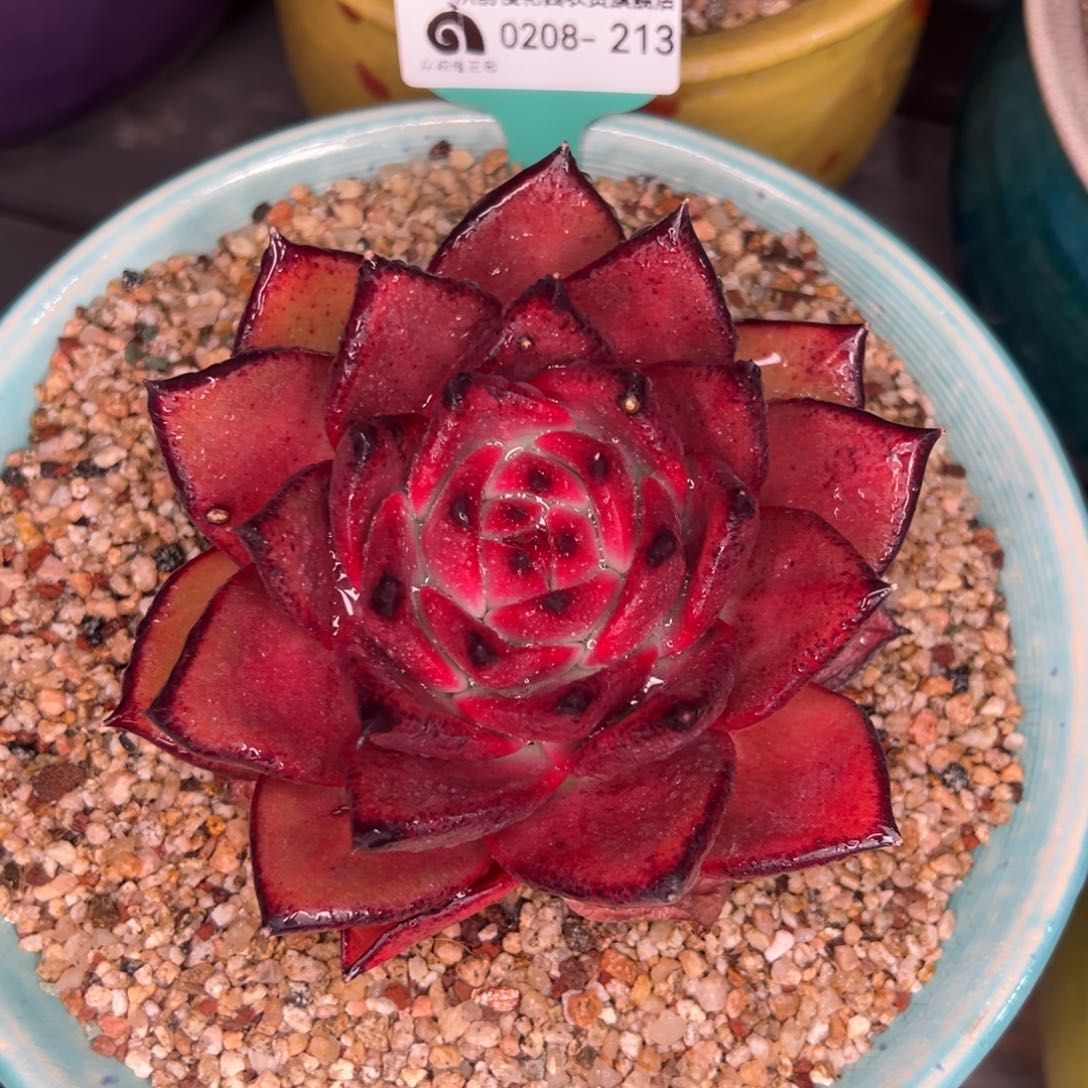 从前慢多肉精选编号0208.213