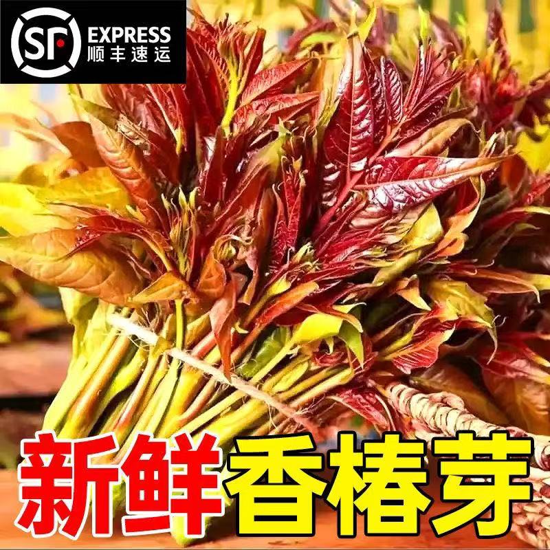 贵州露天高山老树头茬老品种香椿（春芽）