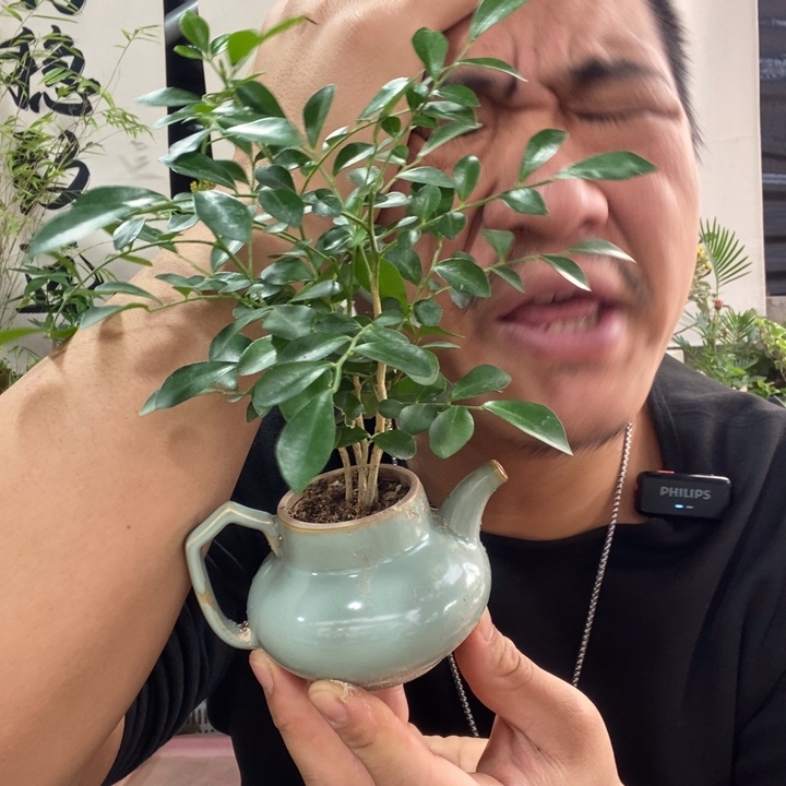 以实际为准盆景盆栽绿植172