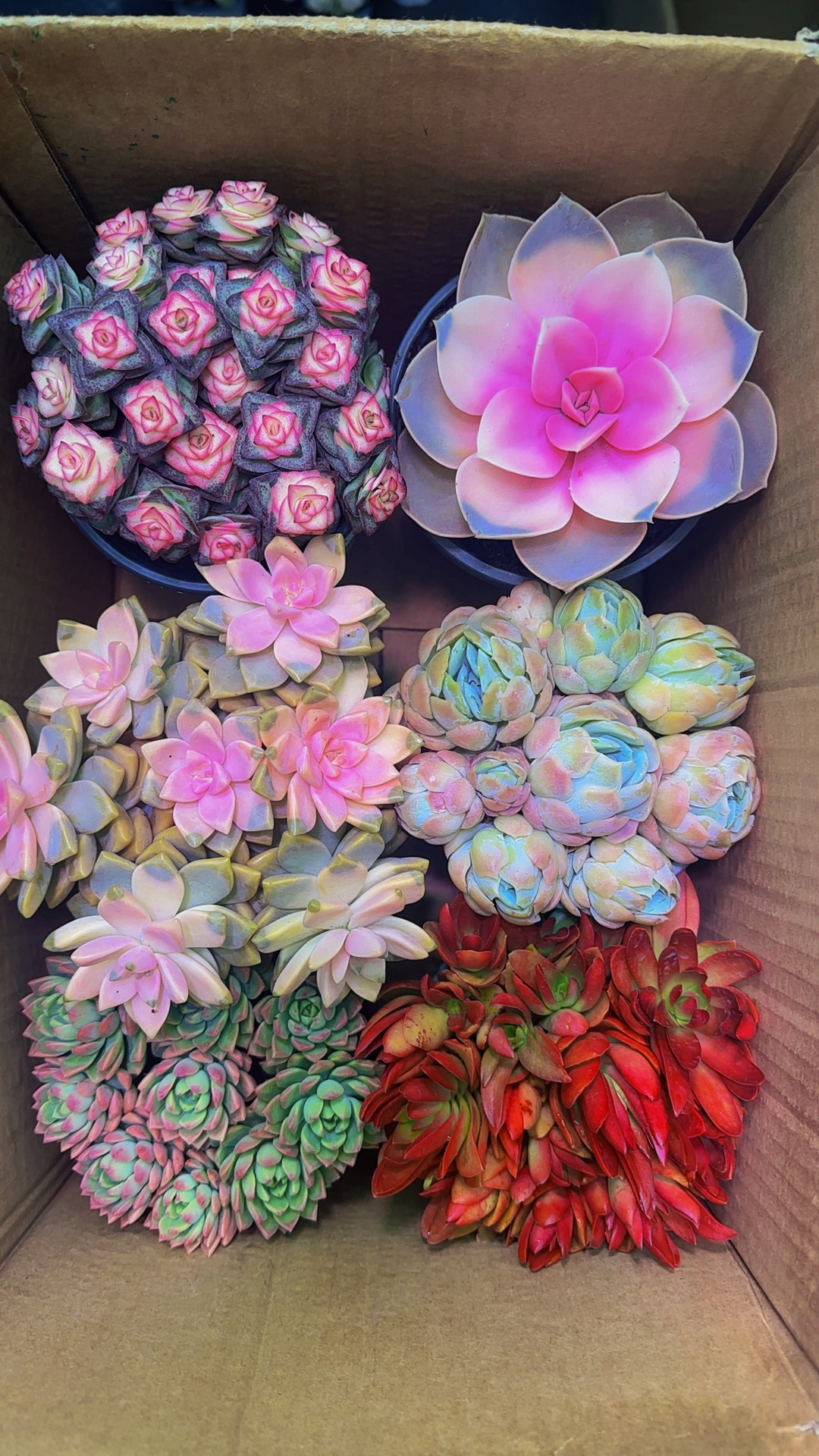 直播间同款热销【6盆高品质多肉】带盆带土一整箱不重复新手好养