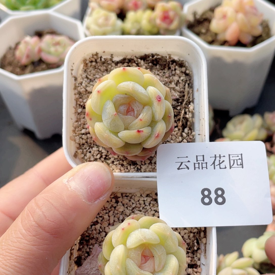 88号糖心冰心珍妮 白恋2