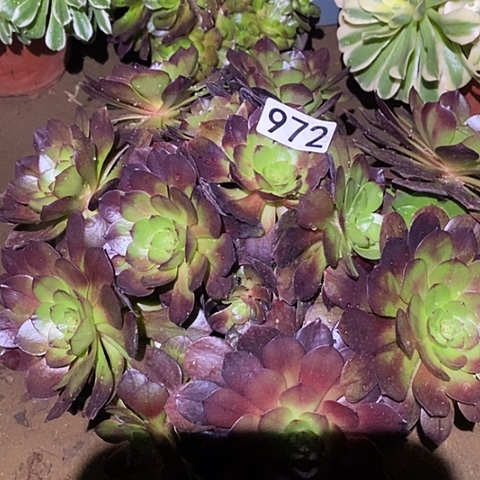 多肉植物法师972赤炎链