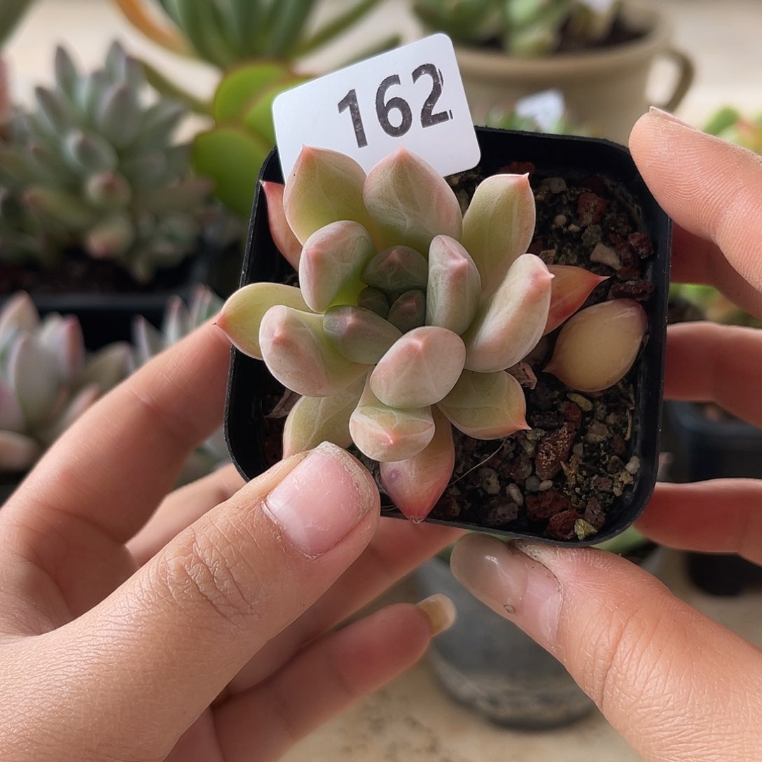 162。  厚叶草。  11111111