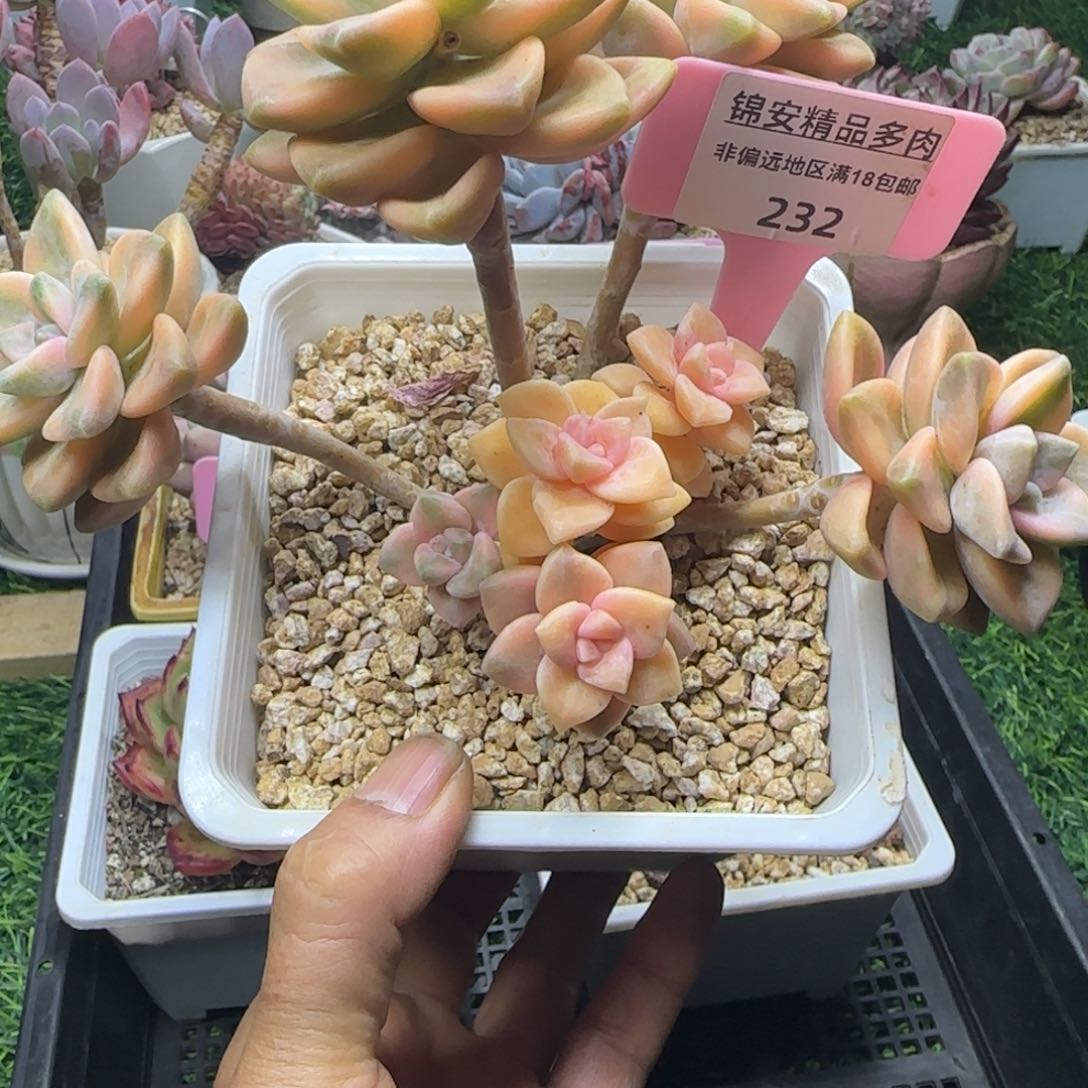 锦安精品多肉植物232