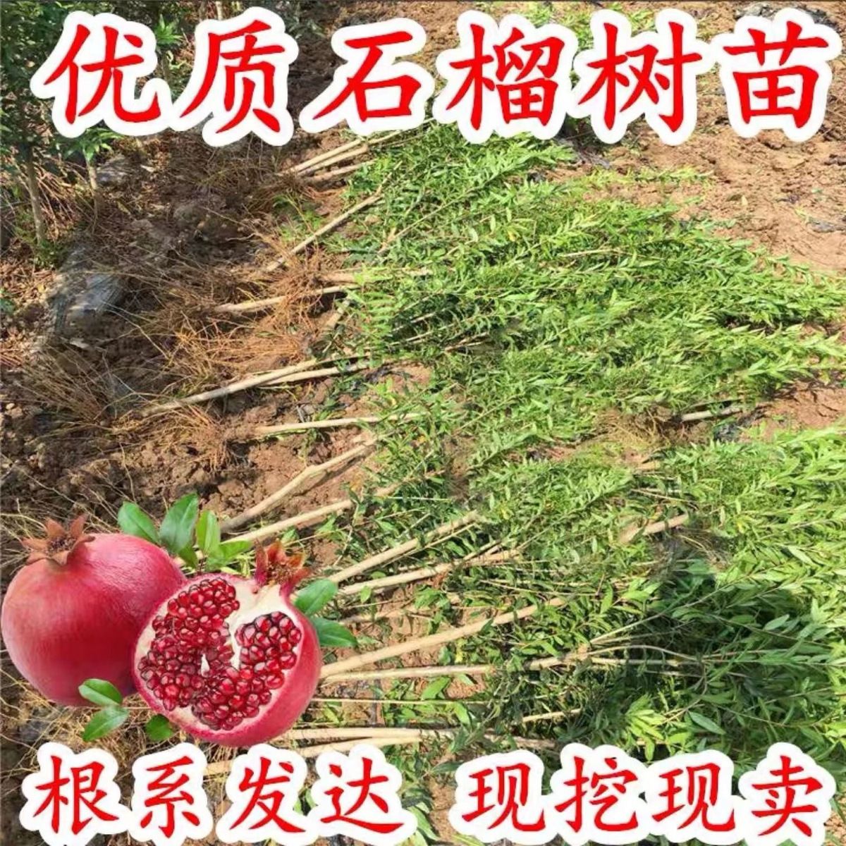 (阳光果园）石榴树苗大红袍品种石榴树苗盆栽地栽南北方种植