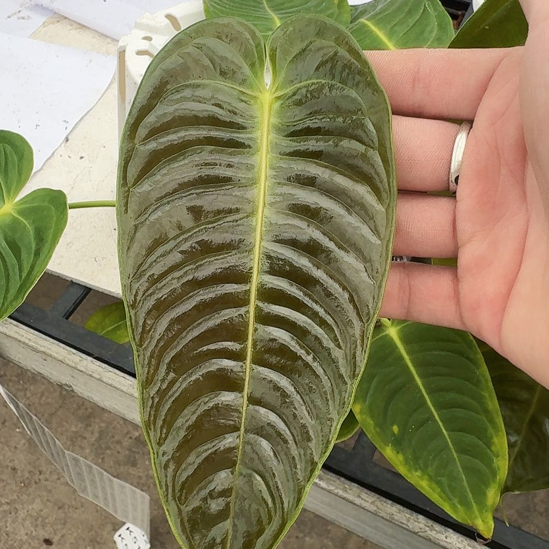 瓶****完全开放一物一拍Y105