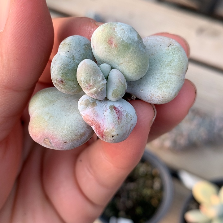 油煎丸子多肉植物