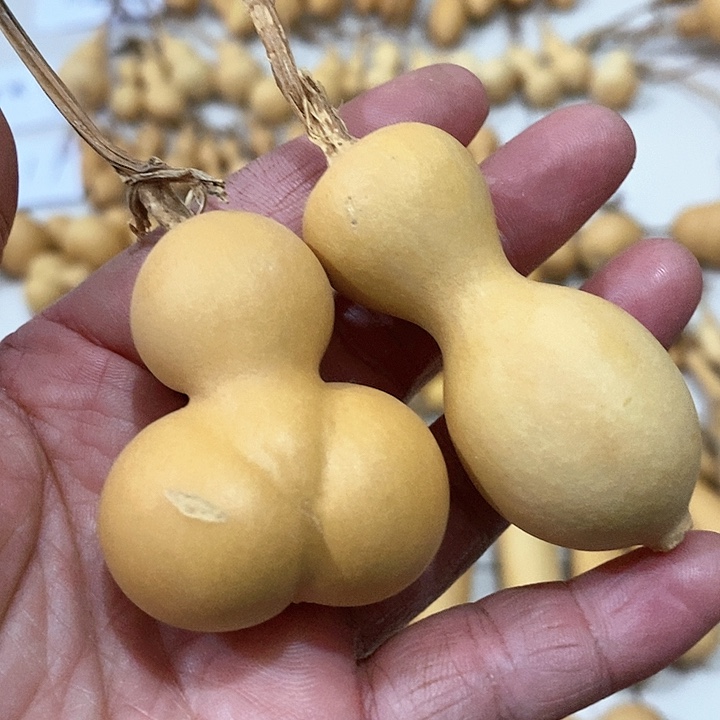 葫芦微瑕的小葫芦