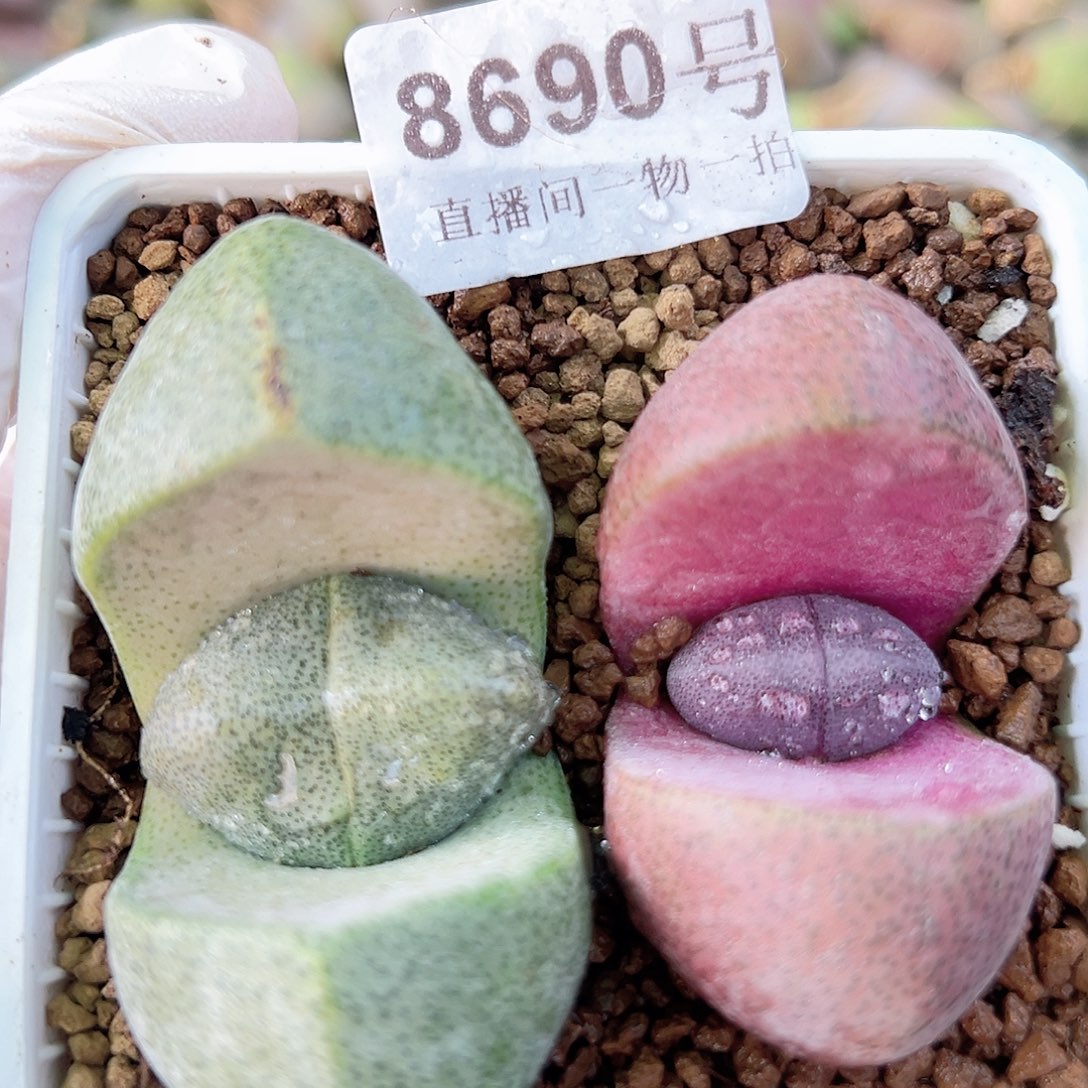 8690 好养易活生石花大母本两颗