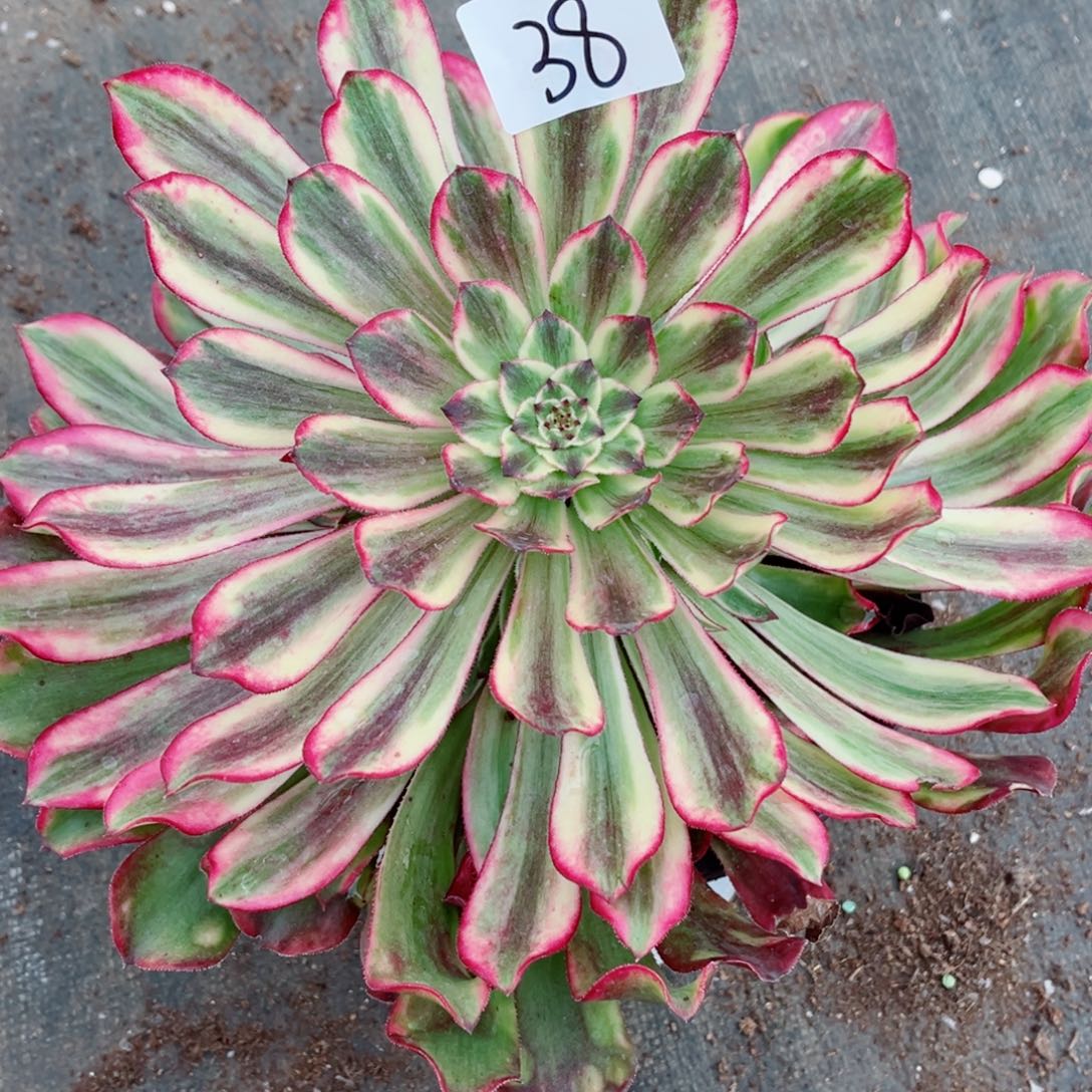 一物一拍多肉法师38