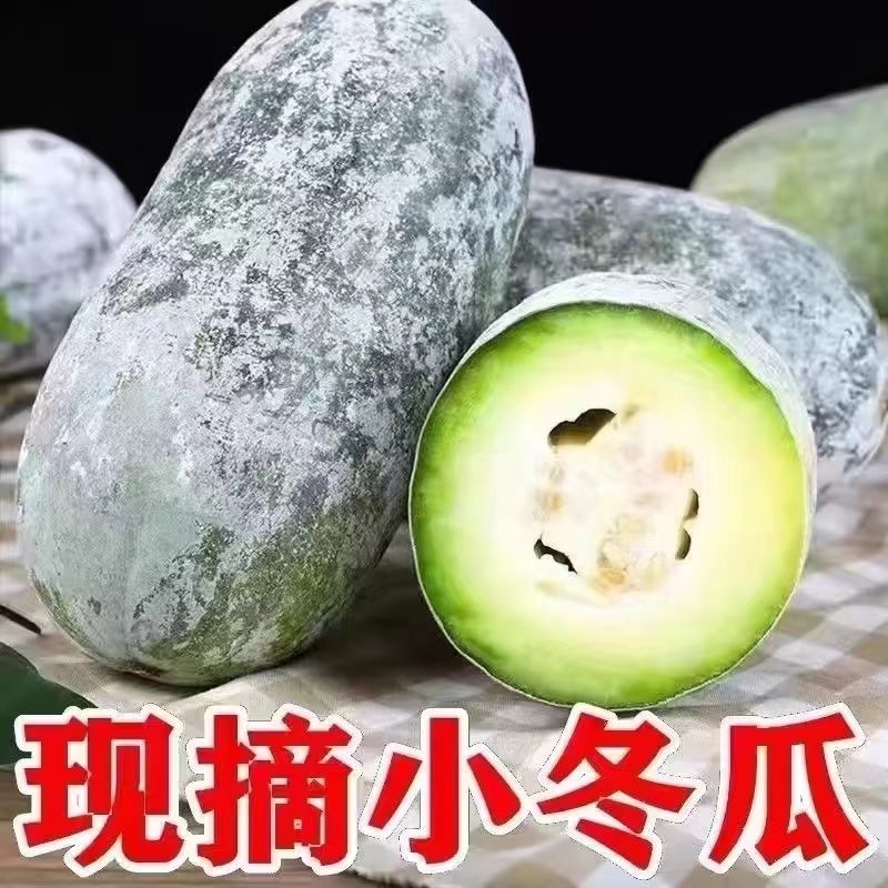 新鲜现摘水果小冬瓜可生吃凉拌炖菜的时令蔬菜