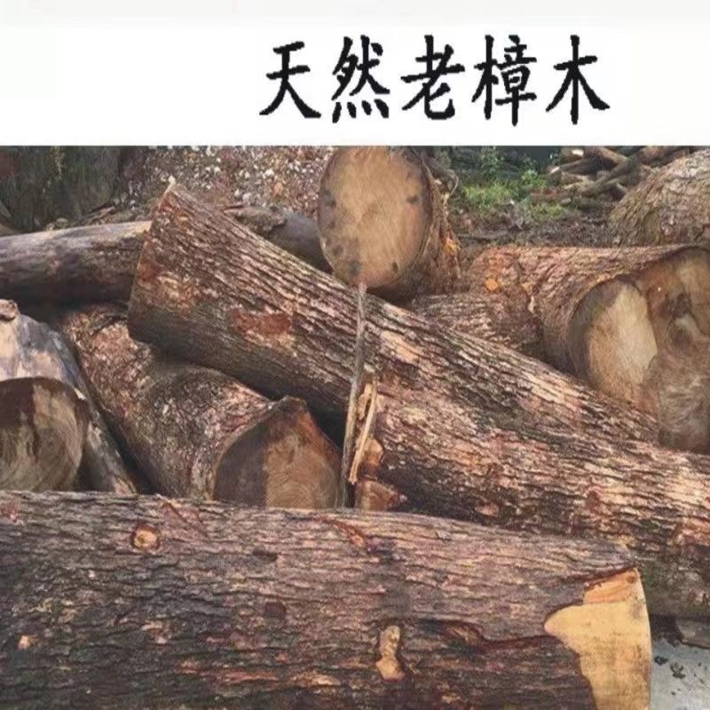 野生樟木中药材驱虫防蛀化瘀祛湿提神广西新鲜干货可泡脚外用