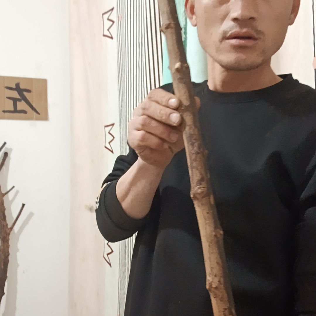 原木直播精品原木