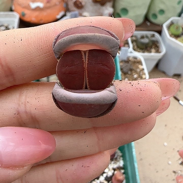 2.17。 ko。8005。 特