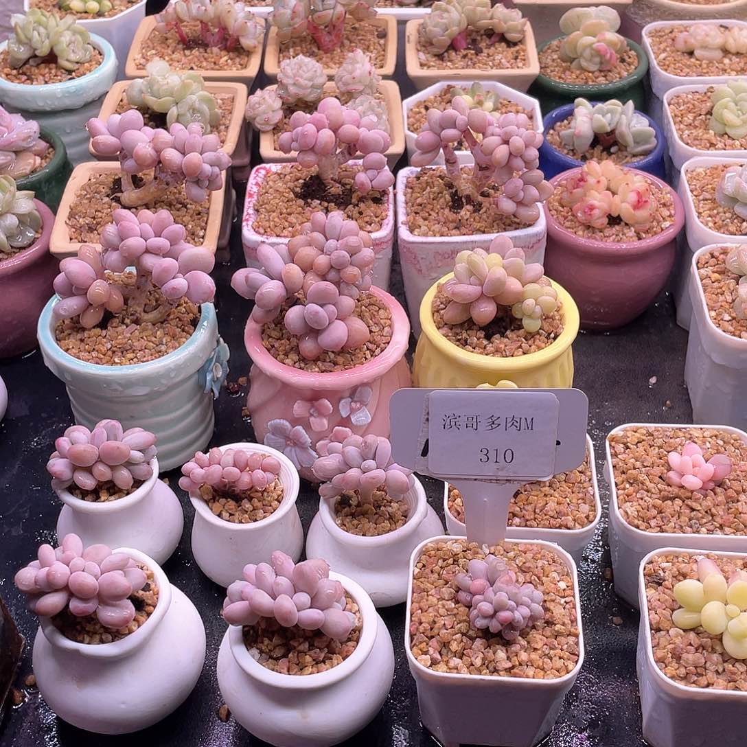 滨哥多肉M310桃蛋朵朵缀开播福利