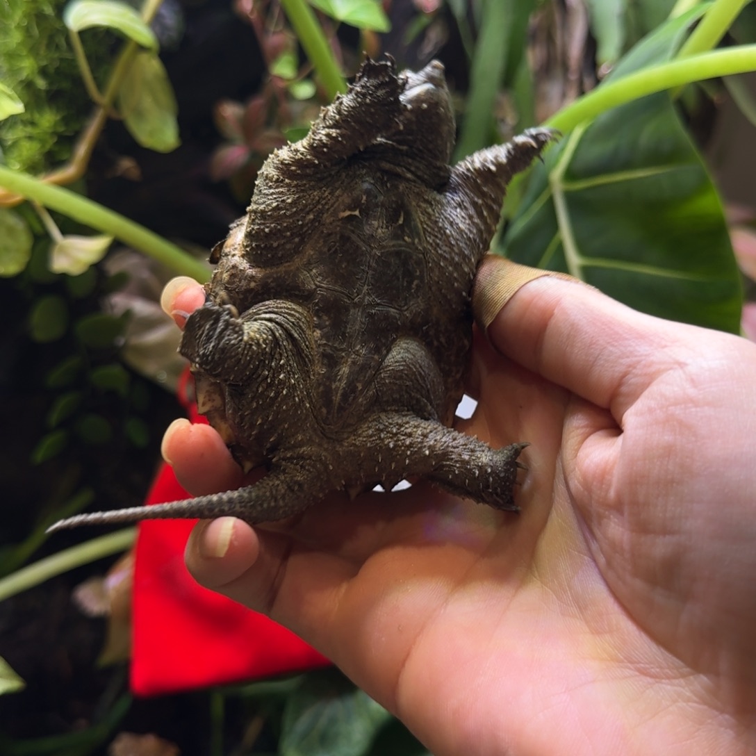 宠物龟母精品宠物龟