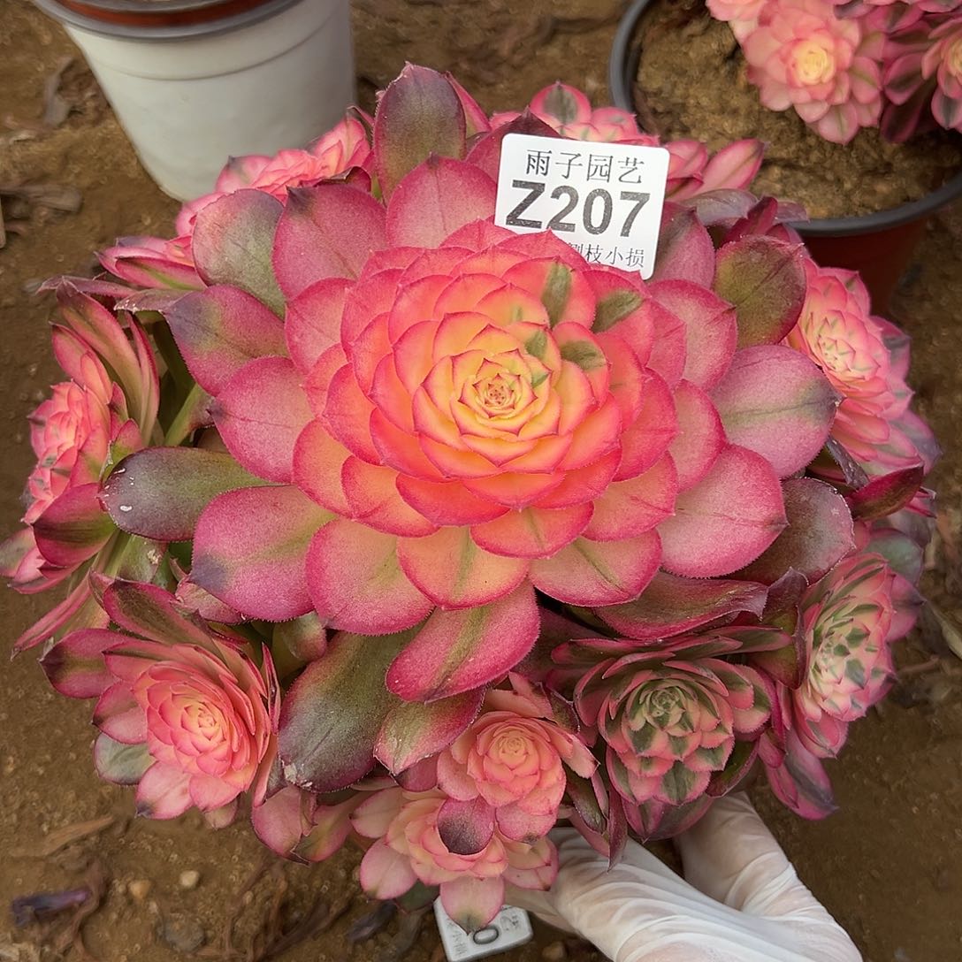 207荔枝尺寸20左右