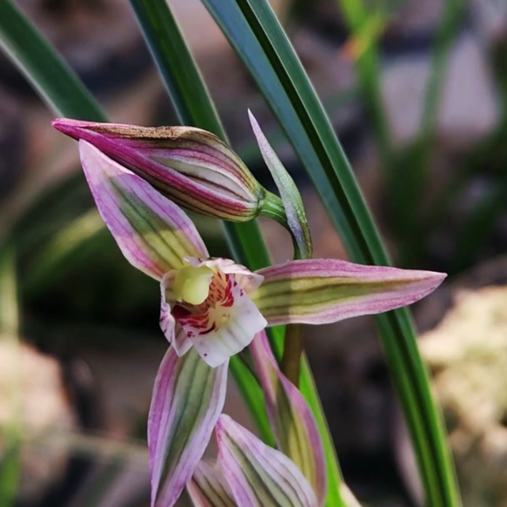 国庆福利莲瓣兰翠晶红轮带2苗花苞出售