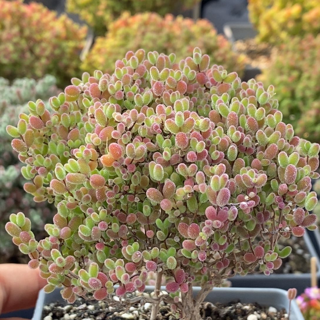 捡漏蜜橘糖球1636