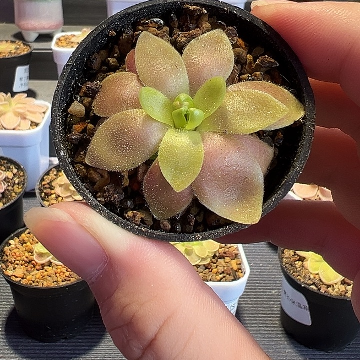 无花朵捕虫堇脱土发马尔恰诺88157