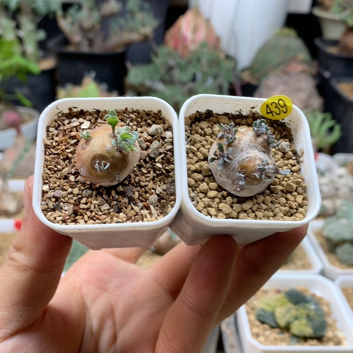 园艺小格加2颗带盆